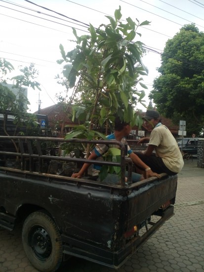 Alumni Angkatan 79 SMA Negeri 1 Purwokerto Sumbang Tanaman Buah