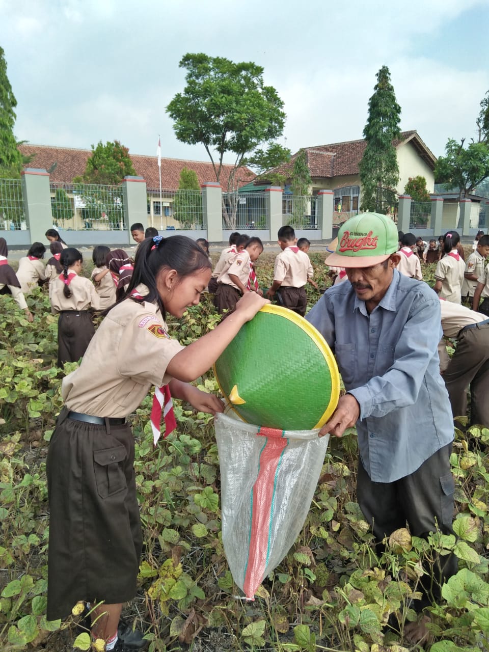 Pramuka SDN 3 Pasinggangan Membantu Panen Kacang Hijau