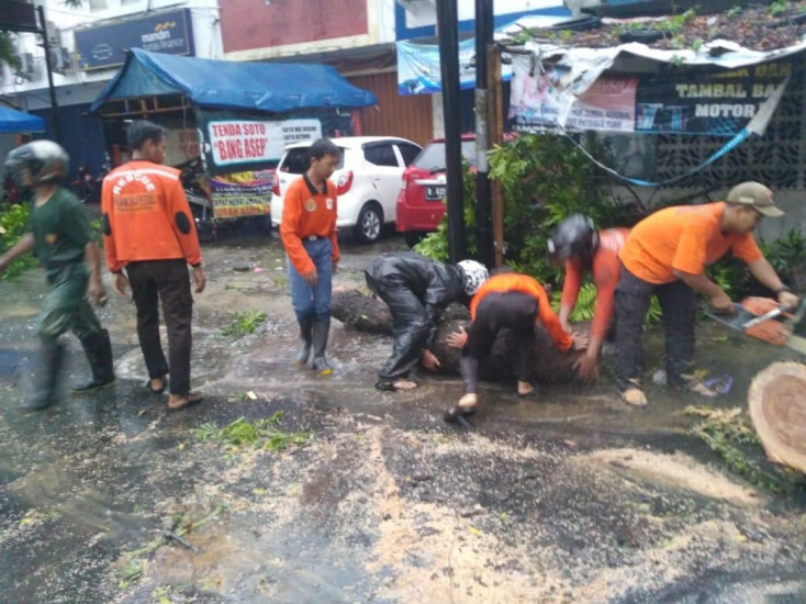 Pramuli Evakuasi Pohon Tumbang Di Jalan MT Haryono