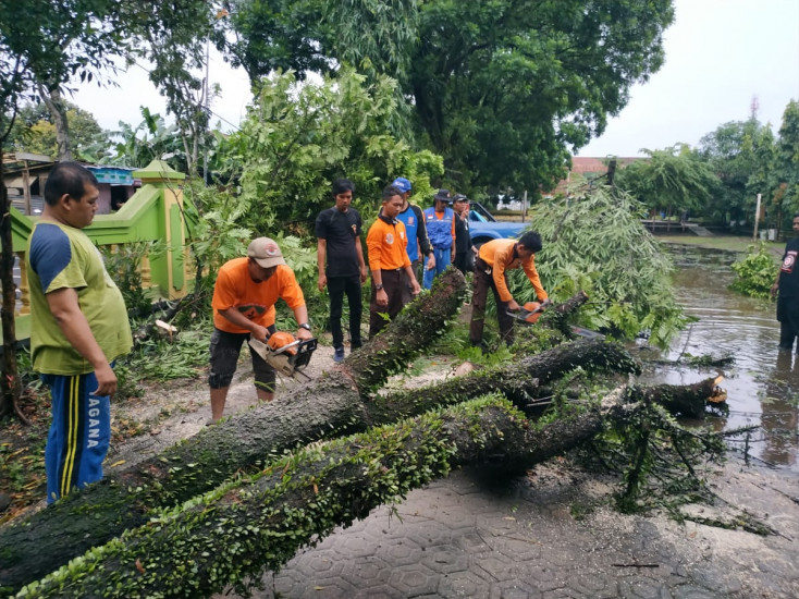 Pramuli Kembali Evakuasi Pohon Tumbang